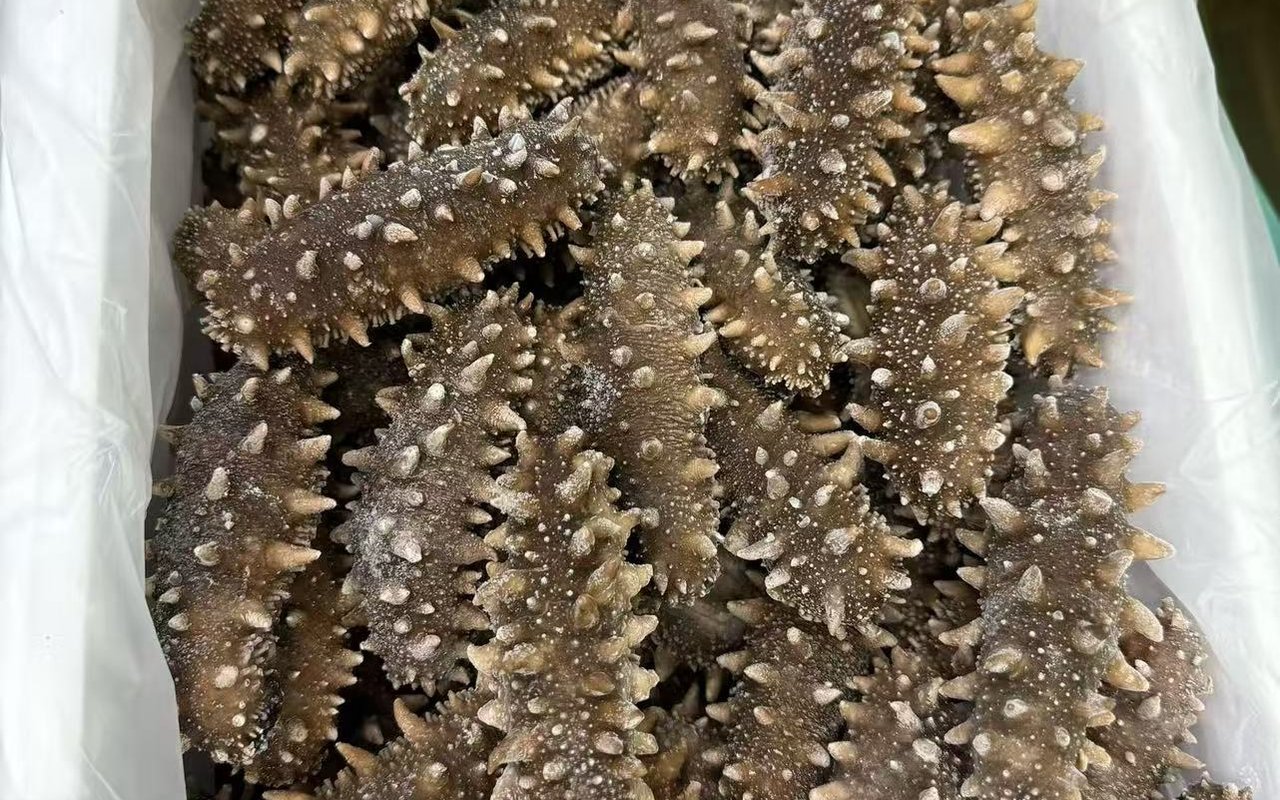 海南即食海参实拍图